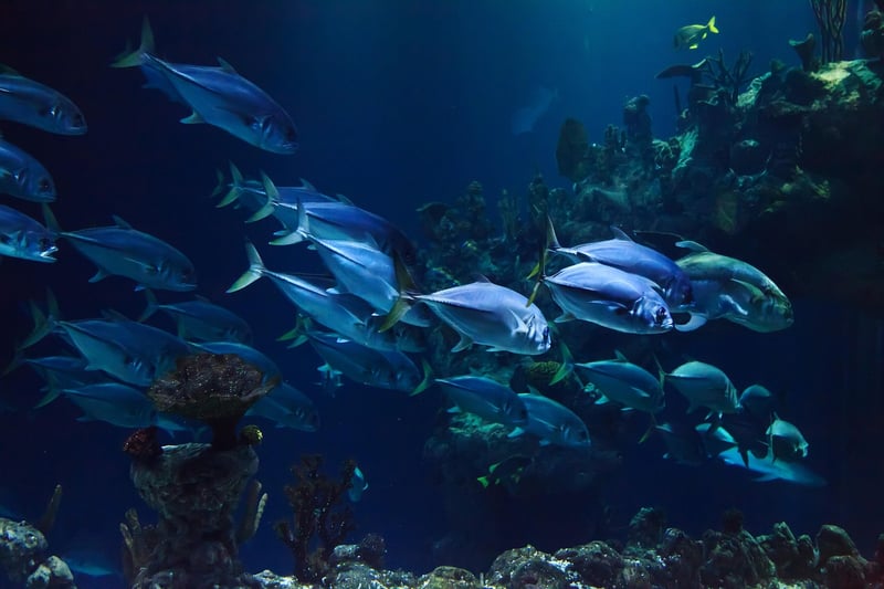 Under the Sea